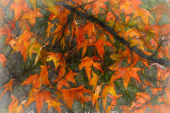 021-0823-Autumn-Colour-DSCN6999-1