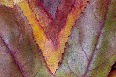 36-08-2023-leaves-pattern-1