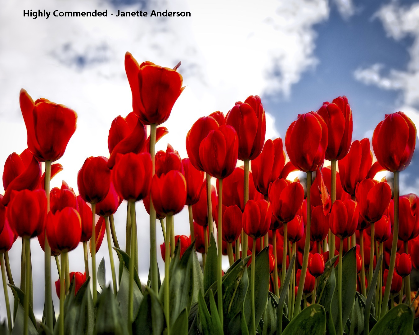 50-0122-Red-Tulips