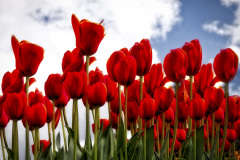 50-0122-Red-Tulips