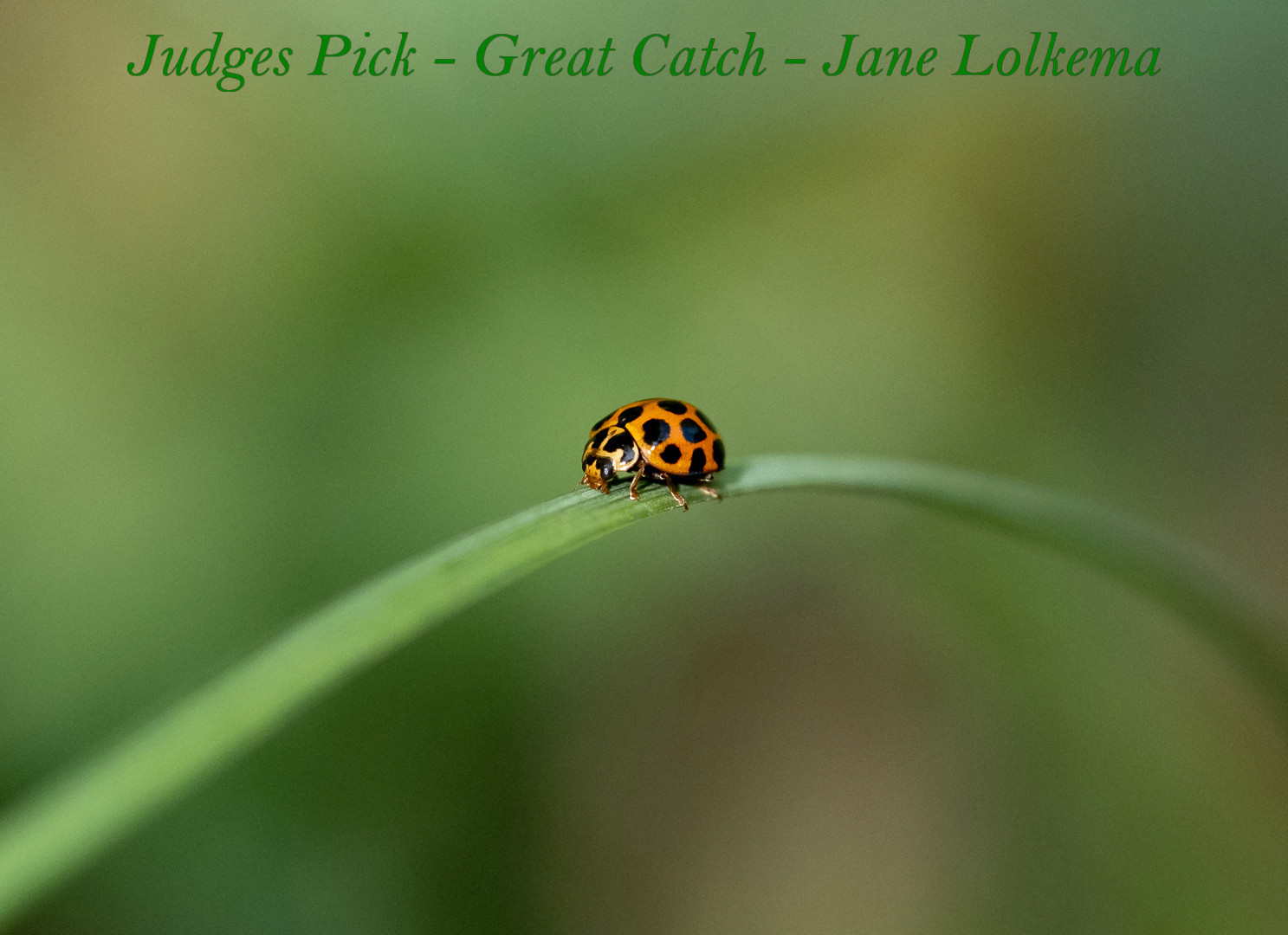09-Ladybird-on-Grass