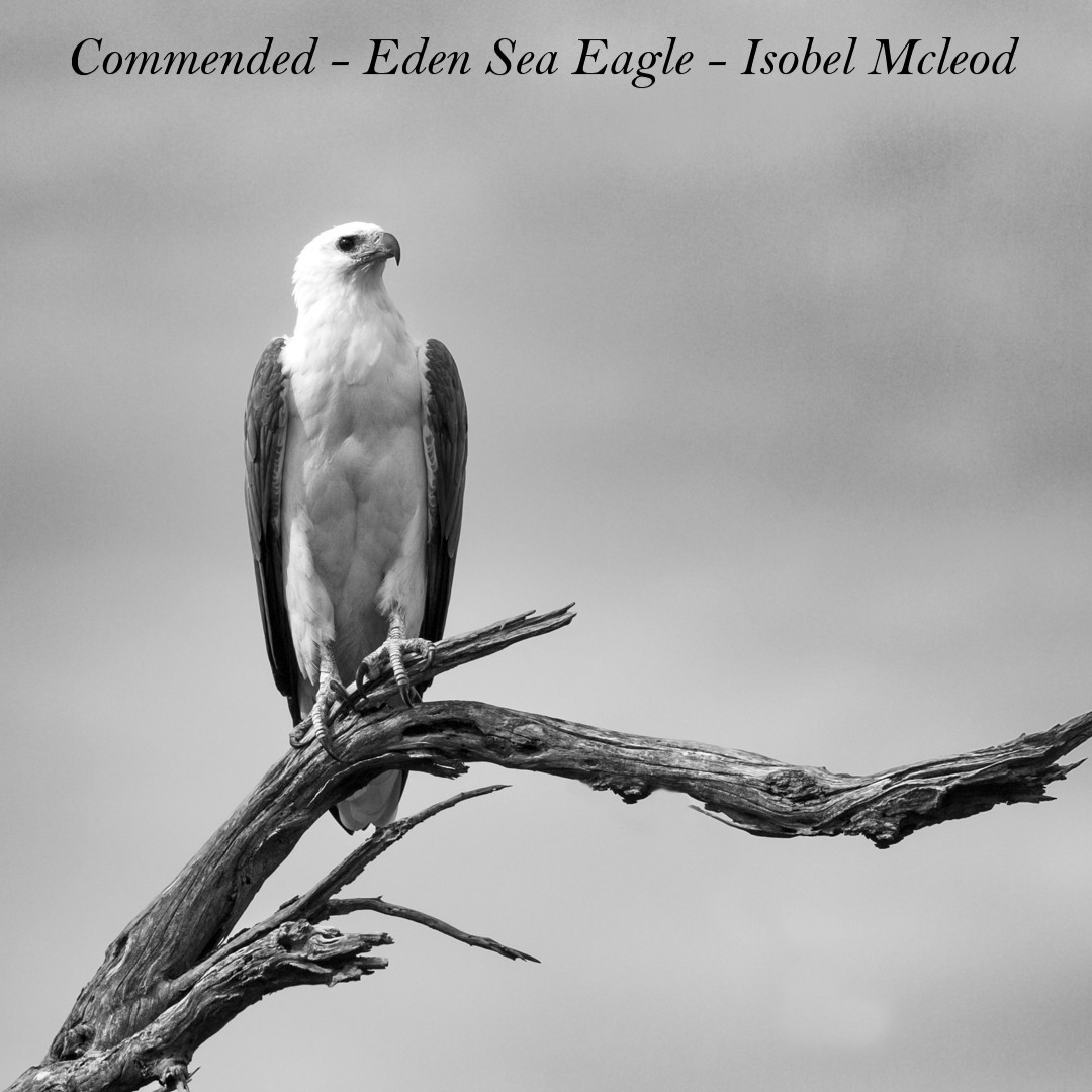 39-Eden-Sea-Eagle-1