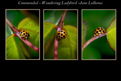 04-Wandering-Ladybird-1