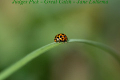 09-Ladybird-on-Grass