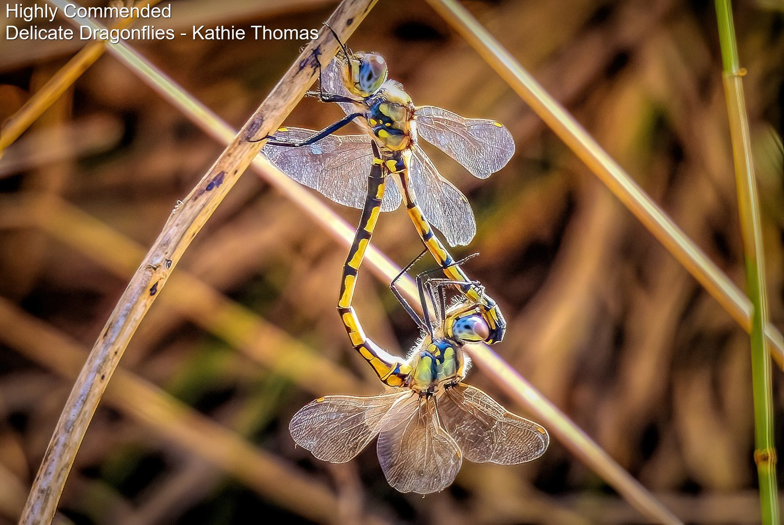 Delicate-Dragonflies-7733