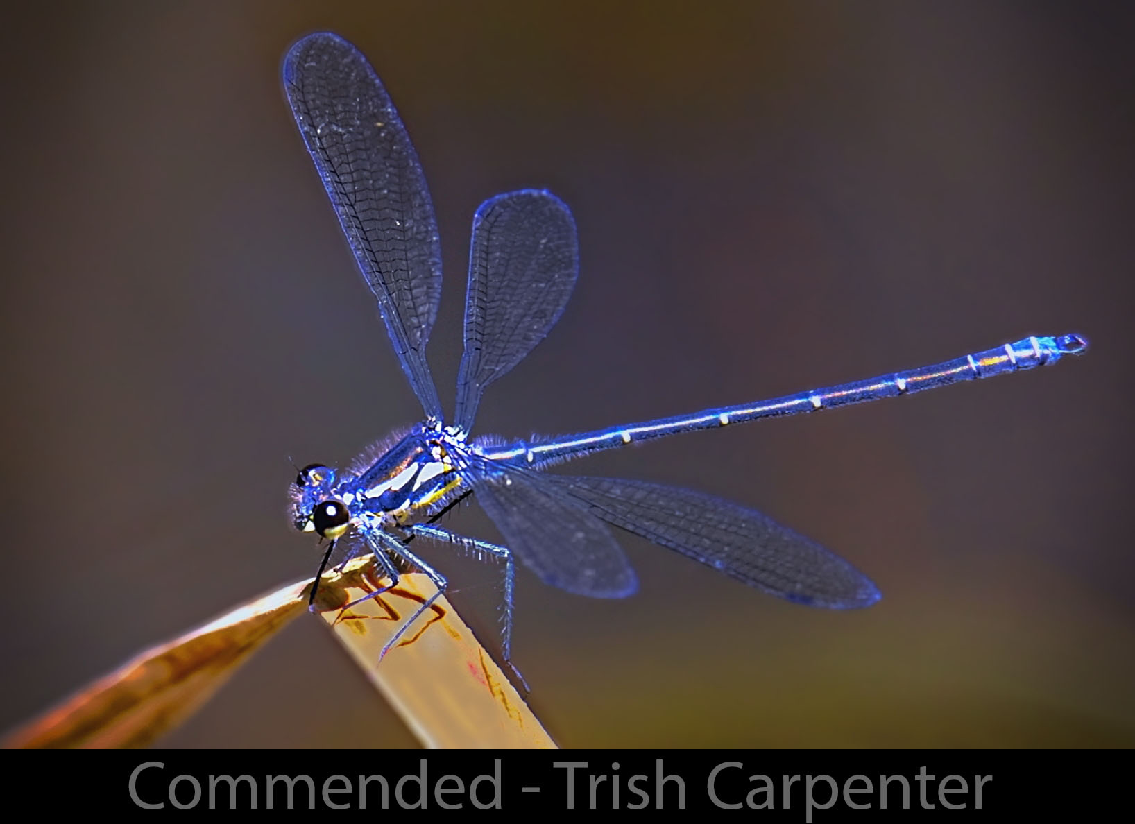39-Electric-Blue-Dragonfly