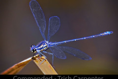 39-Electric-Blue-Dragonfly